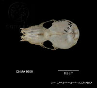 LESS 0438 Natalus stramineus ssp. saturatus.JPG