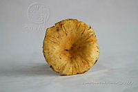 ZAPF 0735 Lentinus substrictus.jpg