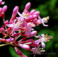 MDLLPG0068 Fuchsia arboresens.jpg
