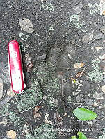 DZM005 Panthera onca ssp. veraecrucis.JPG