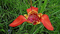 LCF0112 Tigridia pavonia.jpg
