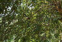 FBA0654 Quiscalus mexicanus.jpg