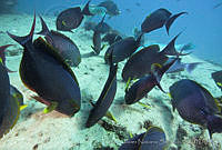 CNS1113 Acanthurus xanthopterus.jpg