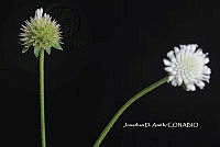 ME010 JA 00240 Melanthera nivea (L.) Small, 1903.JPG