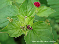 MEGA 0616 Boerhavia coccinea.JPG