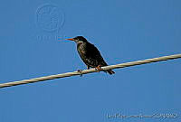 LFLR0079 Sturnus vulgaris.jpg