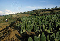 EHX0410 Opuntia sp..JPG