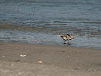 MGaves 1209 Passerculus sandwichensis ssp. rostratus.jpg