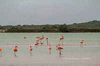 FBA0935 Phoenicopterus ruber.jpg