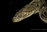 MASM07434 Trimorphodon biscutatus.jpg