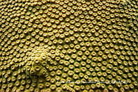 MN6PG0063 Textura de Orbicella Faveolata.jpg
