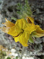 JF140 0546 Solanum rostratum.jpg