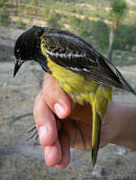 KMS0040 Icterus parisorum.jpg