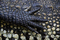 IMDOC0494 Crocodylus moreletii.jpg