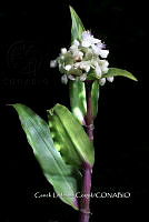 Zongo 0137 Tripogandra serrulata.jpg