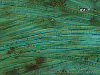 UNAMGAMZ-53 Phormidium subfuscum.jpg