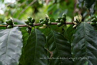 IMDOC3883 Coffea arabica.jpg