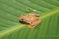 RLM0012 Dendropsophus microcephalus.jpg