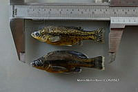 NE002 0239 Ameca splendens.JPG