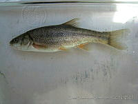 ODD0018 Gila conspersa.jpg