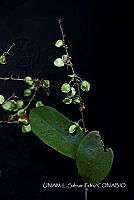 JF078 0416 Gymnopodium floribund.jpg
