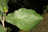 MDLLPG0144 Quercus rugosa.jpg
