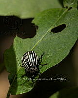 ESAI 0002 Leptinotarsa sp..jpg
