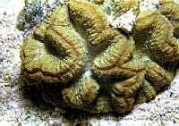 HBB0049 Manicina areolata.jpg