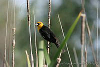 LFLR0083 Xanthocephalus xanthocephalus.jpg