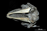ME006 MM 128 Globicephala macrorhynchus.jpg