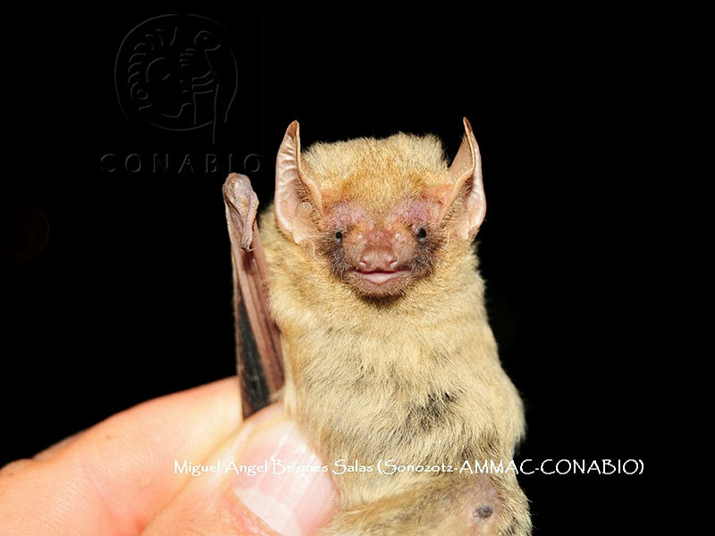 ProyME004%2000770%20Bauerus%20dubiaquercus.jpg.kCfFoIL MavFlWdjQA3g0JtbmFja29CbnFuZ3NAbXJ6LGtwZwA.MtxKSuA3Nq