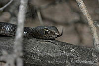 MASM02214 Masticophis flagellum.jpg