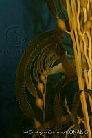 IDG0162 Macrocystis pyrifera.jpg