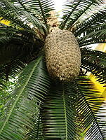 CGL0747 Cycadaceae.jpg