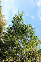 MRG-2018-427 Azadirachta indica (MRG-14feb18-c).JPG