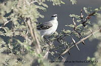 AAKVDH 0513 Mimus polyglottos.JPG