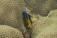 IDG1565 Holacanthus ciliaris.jpg