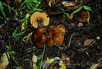DK0777 Fungi.jpg