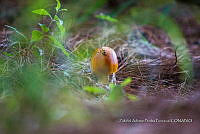 ZAPF 0827 Amanita caesarea.jpg