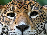 MCS103 Panthera onca.JPG