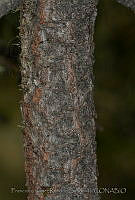 FJRS0188 Pinus harrwegii.jpg
