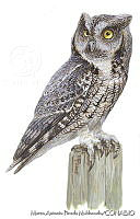 MAPM0619 Megascops asio.jpg