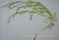 IMDOC4687 Rumex mexicanus.jpg