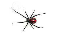 MASM06958 Latrodectus mactans.jpg