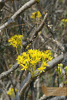 28_CGL2105 Senecio praecox.jpg