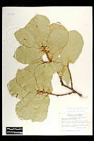 102085 Quercus coccolobifolia.jpg