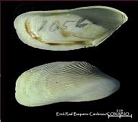 KT014 0432 Brachidontes modiolus.JPG