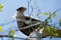 AAKVDH 0484 Caracara cheriway.JPG