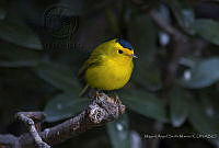MASM08286 Cardellina pusilla.jpg