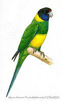 MAPM0860 Psittacus zonarius.jpg